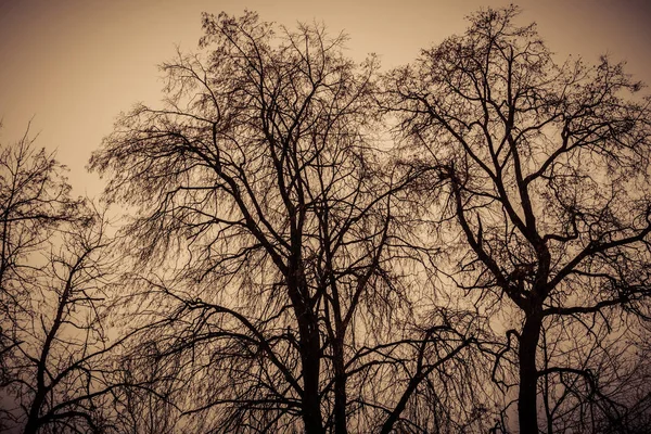 Bezlistý strom větví Retro — Stock fotografie