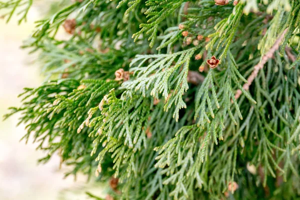 Ramas de abeto —  Fotos de Stock