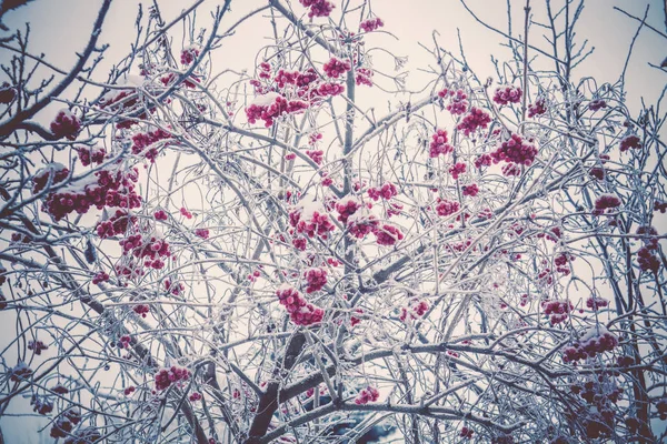 Winter mountain ash — Stockfoto