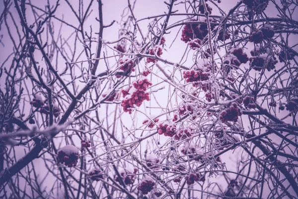 冬の山の灰 — ストック写真