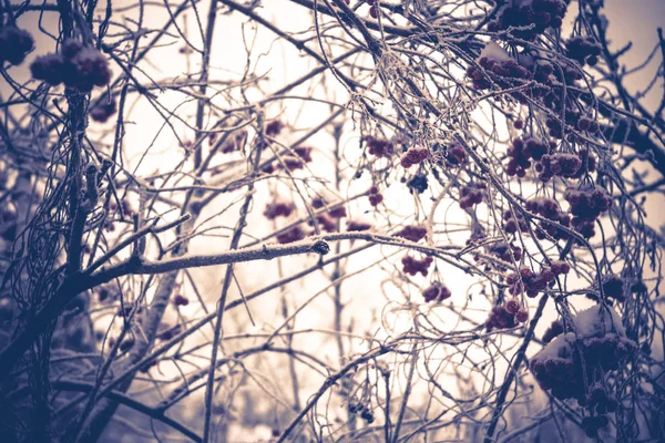 Kış üvez — Stok fotoğraf