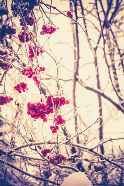 Zimní mountain ash — Stock fotografie