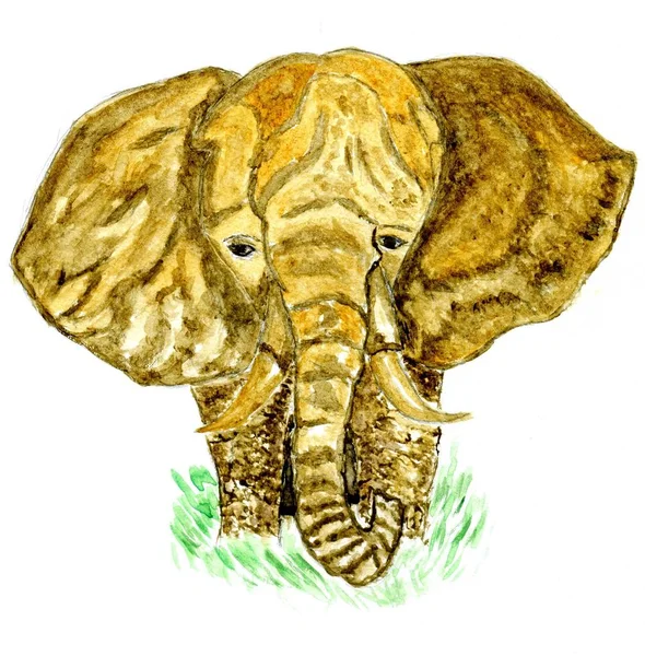 Dibujos animados Elefante Arte — Foto de Stock