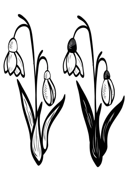 Квіти білі Пролісок — стоковий вектор