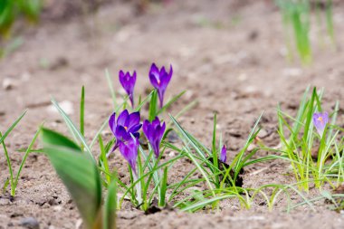 mor kır çiçekleri