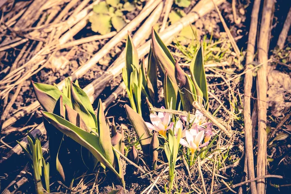 Lila Crocus blommor Retro — Stockfoto