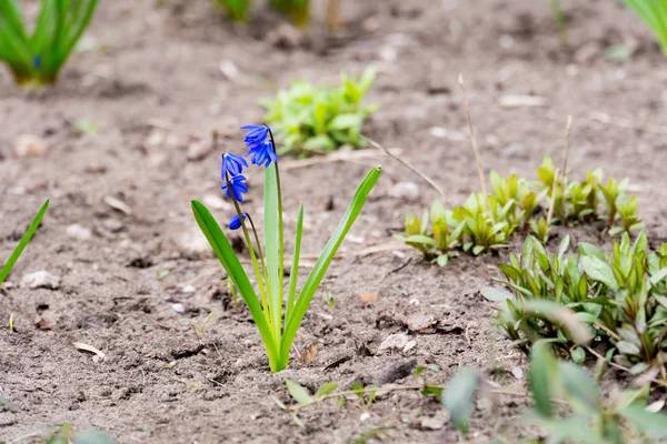 Blå vårblommor — Stockfoto