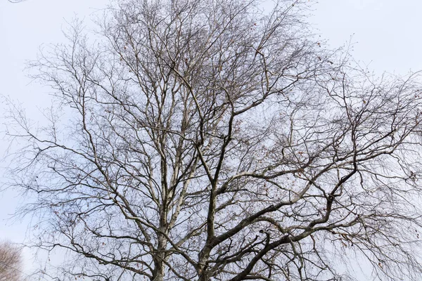 Ramas de árboles sin hojas — Foto de Stock