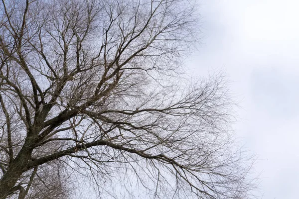 Ramas de árboles sin hojas — Foto de Stock