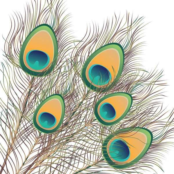 Plumas de pavo real Ilustración — Vector de stock