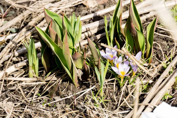 Fleurs de crocus violet — Photo