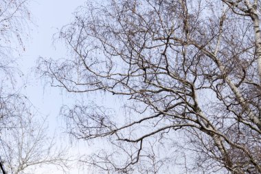 Yapraksız ağaç dalları