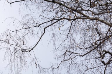 Yapraksız ağaç dalları
