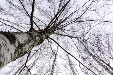 Yapraksız ağaç dalları