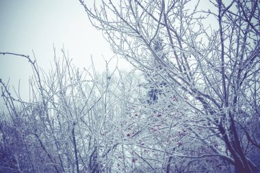 Filtre kışın ağaçlar