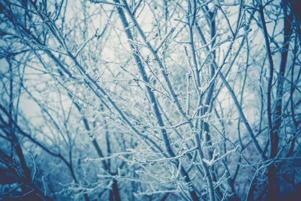 Árvores no inverno filtradas — Fotografia de Stock