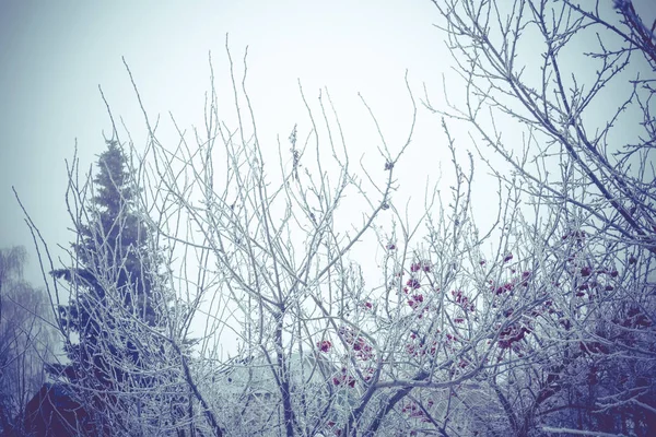 フィルター処理された冬の木 — ストック写真