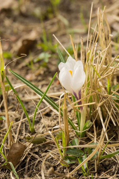 Blomkål — Stockfoto