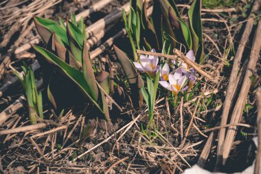 Mor bitkisi çiçeği Retro