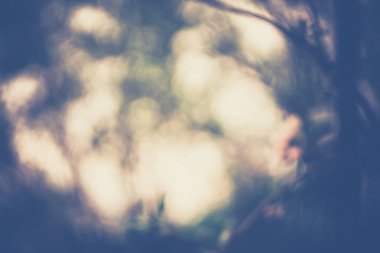 Filtre ağaçlar çiçek açan bahar elma