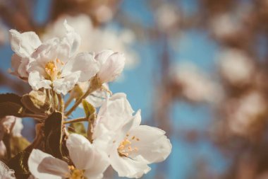 Filtre ağaçlar çiçek açan bahar elma