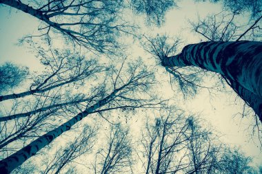 Ağaç dalları yaprakları Retro olmadan