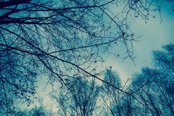 Rami di albero senza foglie retrò — Foto Stock