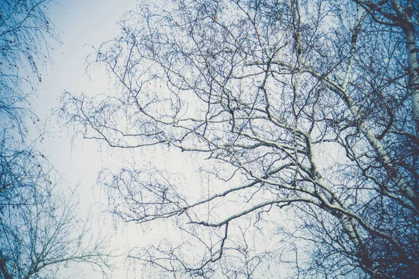 Rami di albero senza foglie retrò — Foto Stock