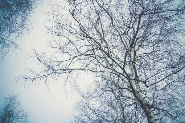 レトロな葉のない木の枝 — ストック写真