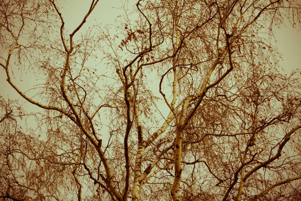 Ramos de árvores sem folhas Retro — Fotografia de Stock
