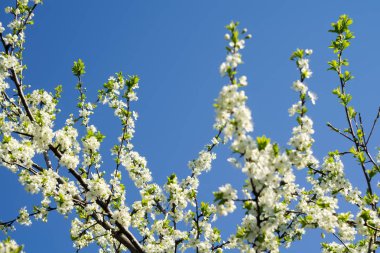 Beyaz çiçek açan ağaçlar bahar