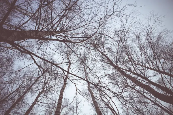 Tree Branches without Leaves Retro — Stock Photo, Image