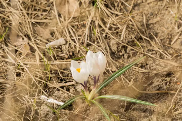 White Crocus Flowers — Stock Photo, Image