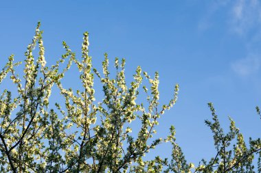 Beyaz çiçek açan ağaçlar bahar