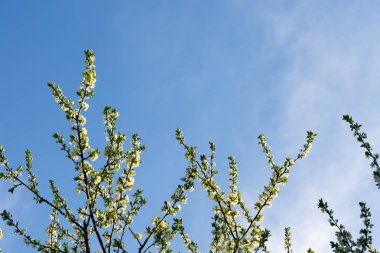 Beyaz çiçek açan ağaçlar bahar