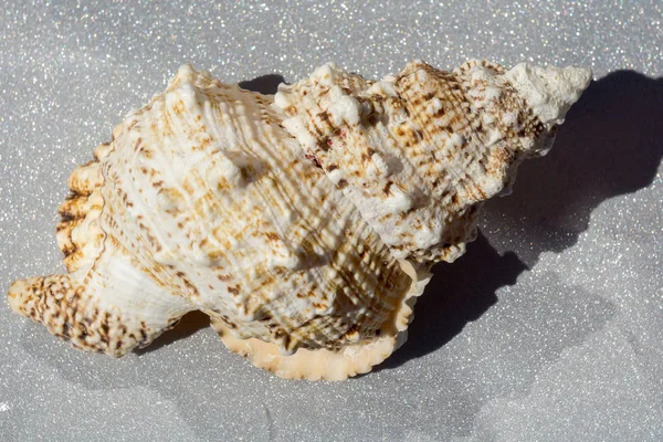 巨大な貝殻のマクロ — ストック写真