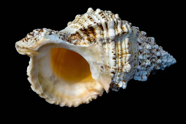 Giant Seashell Macro — Stock Photo, Image