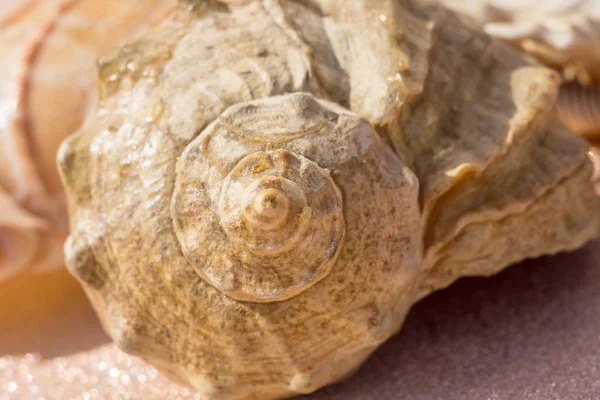 Guscio del mare macro — Foto Stock