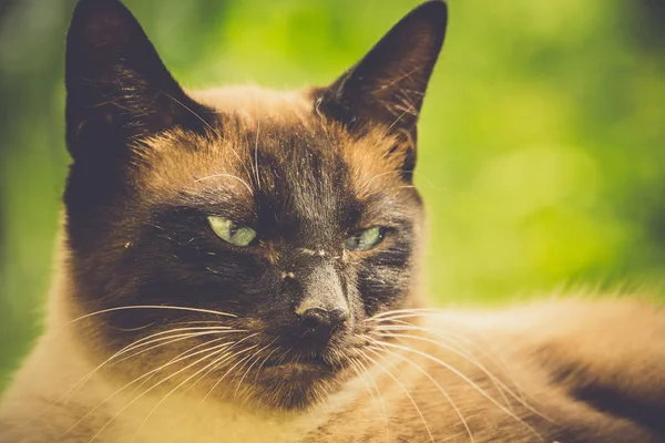 Siamská kočka portrét Retro — Stock fotografie