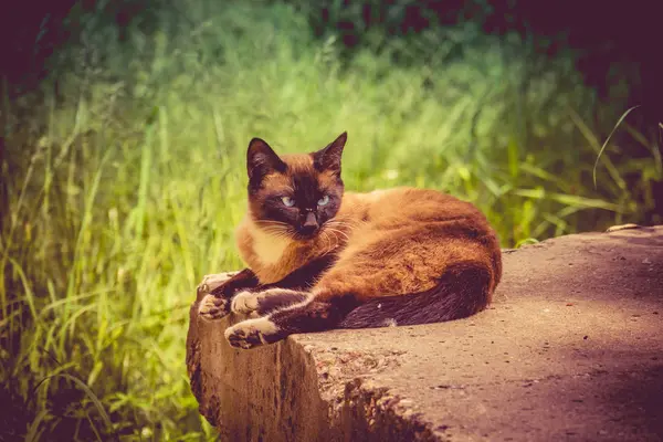 Siamese katt porträtt Retro — Stockfoto