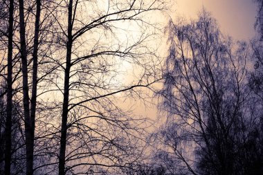 Ağaç dalları yaprakları Retro olmadan