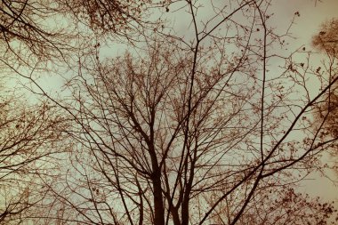 Ağaç dalları yaprakları Retro olmadan