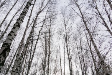 Yapraksız ağaç dalları