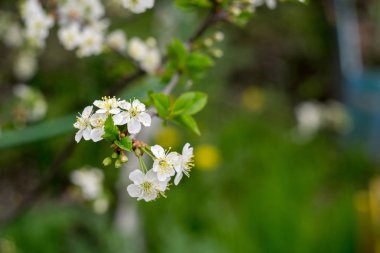 Beyaz kiraz çiçek açan ağaçlar