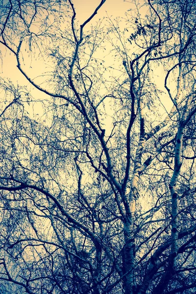 Rami di albero senza foglie retrò — Foto Stock