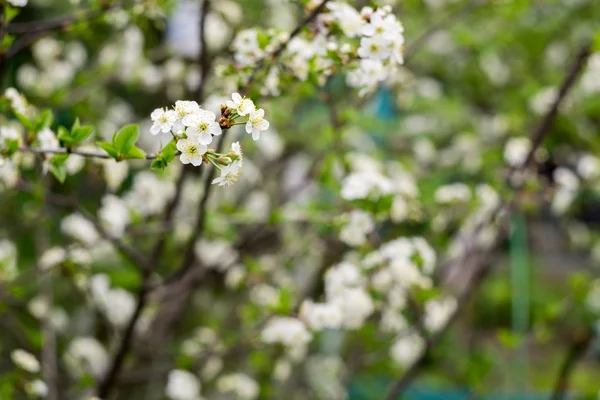 White Cherry Blooming Trees — Stock Photo, Image