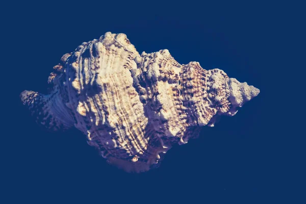 巨大な貝殻のマクロ フィルター — ストック写真