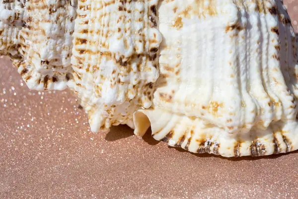 Γίγαντας Seashell μακροεντολής — Φωτογραφία Αρχείου