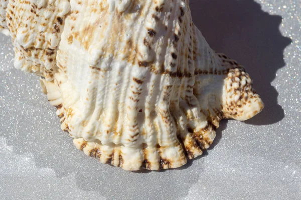 巨大な貝殻のマクロ — ストック写真