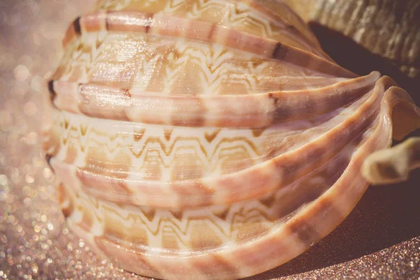 Macro rétro Sea Shell — Photo